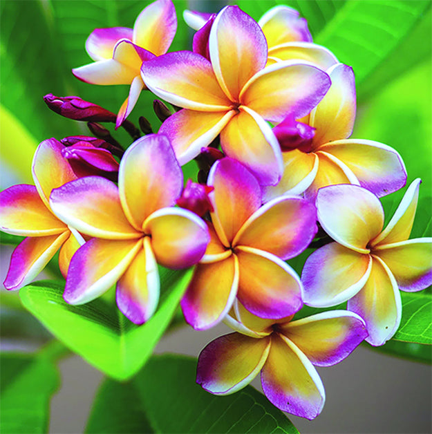 Diamond Art Frangipani - Toys101