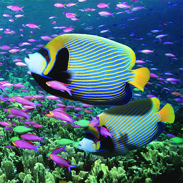 Diamond Art Tropical Fish - Toys101