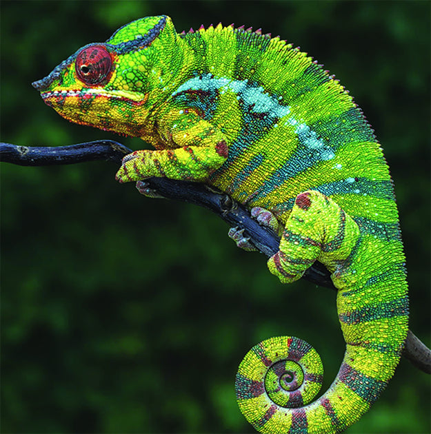 Diamond Art Chameleon - Toys101